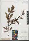 Foto von Salix hastata L.